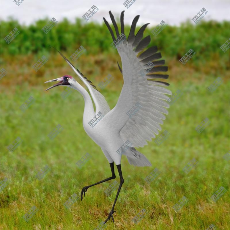 images/goods_img/20210319/Grus Americana 'Whooping Crane'/2.jpg